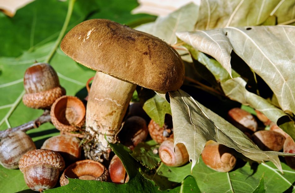 Champignons sauvages : environnement, territoires, marchés, vente directe et consommation